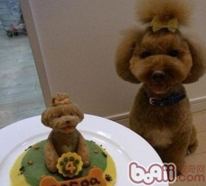 收到一份屬於狗狗的生日蛋糕