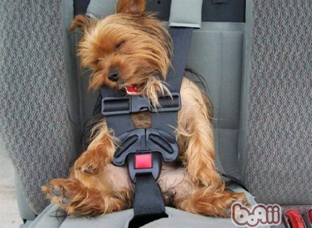 帶狗狗坐車記得給狗狗帶上專用安全帶