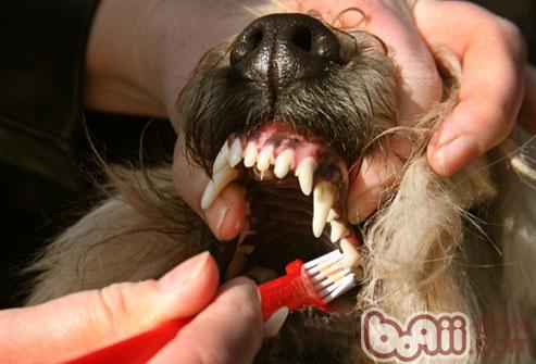 狗狗牙齒
