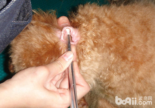 棉花一定要固定住以免掉入狗狗的耳道內