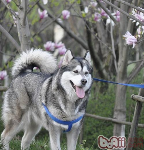圖2：原產地寒帶地區的阿拉斯加雪橇犬（圖片禁止盜用）