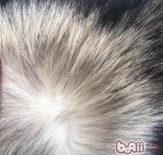 圖3：阿拉斯加雪橇犬被毛非常濃密（圖片禁止盜用）