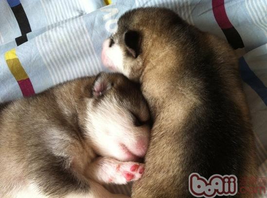 圖4：剛出生不久的阿拉斯加雪橇犬幼崽被毛已相當濃密（圖片禁止盜用）