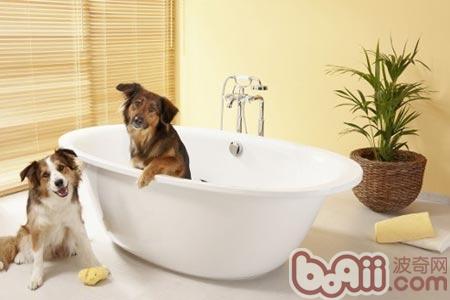 為狗狗洗澡也是有很多講究的，主人如果自己在家無法完成並做好的就別勉強了，送去放心的寵物店遠比你想的輕松哦