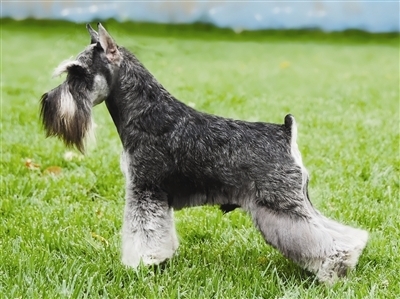 雪納瑞成為了大家最熟悉的需要拔毛的犬種