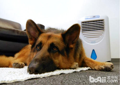 狗狗也得“空調病”