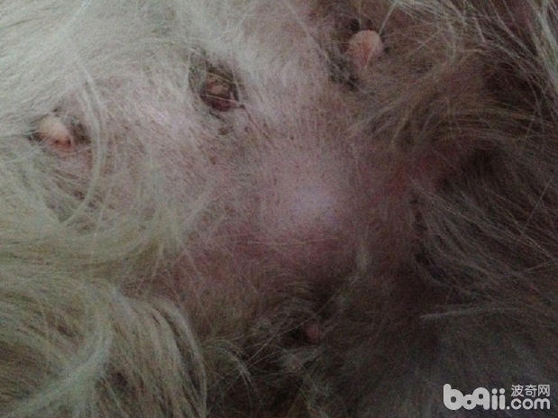 臍疝犬吉祥腹部照片，可以看見明顯的突起和腫塊。