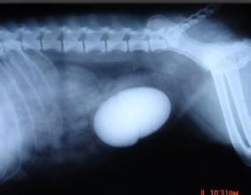 圖3 公犬膀胱結石