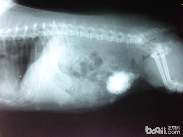 圖1 犬尿結石X射線檢查