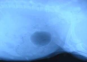   圖4 母犬膀胱結石