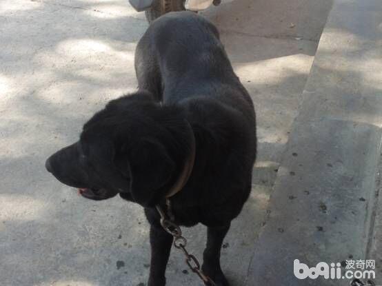 另一患病犬，姓名大黑狗，用於看護廠房。跟自己母親打斗後，腿部受傷，未被主人及時發現。