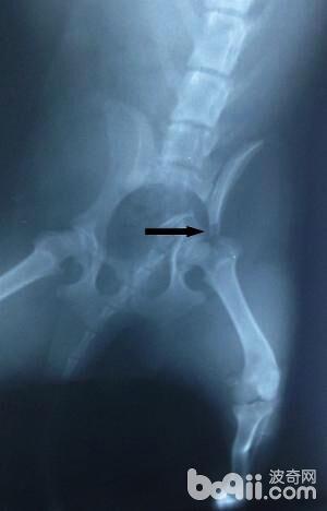  流浪犬髂骨骨折，箭頭所示為骨折處。
