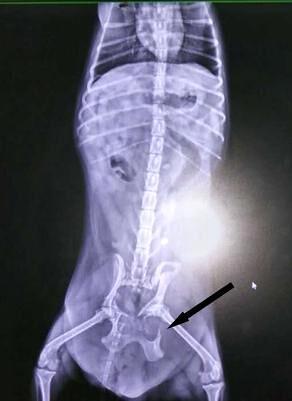 另一車禍犬的骨盆骨折，箭頭所指為骨折處。