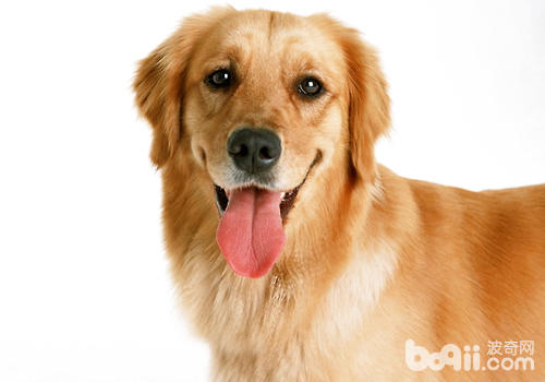 觀察口腔黏膜及舌頭的顏色和狀態，了解狗狗的狀況
