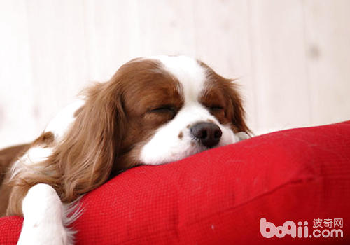 若是幼犬發燒，不建議盲目為狗狗使用退燒藥
