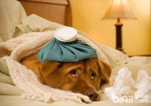 如果是幼犬出現咳嗽最好是多留意狗狗的狀況