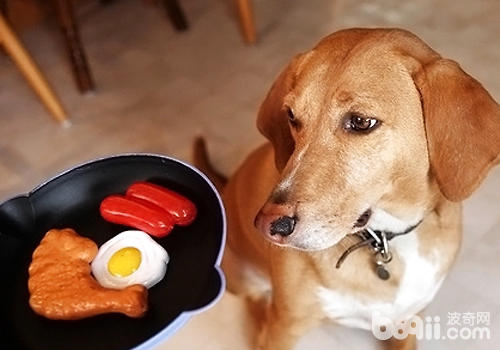 平時喂食不正，也會導致狗狗出現腸胃問題