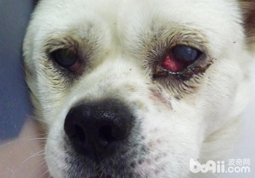 第三眼睑同樣會導致狗狗眼部紅腫
