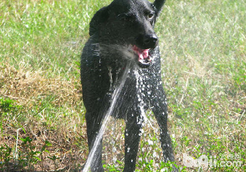 盡量讓狗狗多喝水