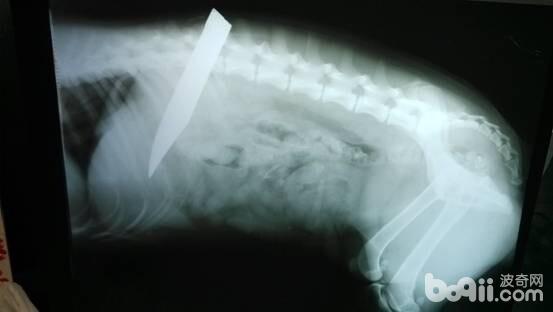 X光側位片觀察，刀刺入的深度