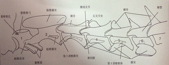 圖4.2.1 A 頸椎側位正常結構