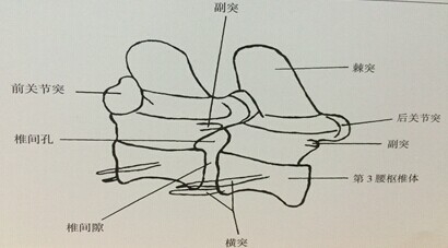     圖4.2.3 A腰椎側位正常結構