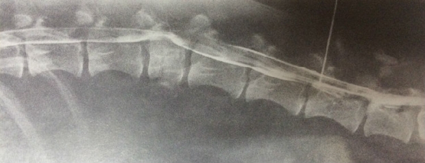 圖4.3 B某患犬L5-6腰椎穿刺脊髓造影