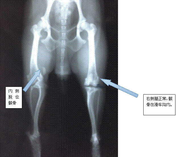 一例泰迪四級髌骨內側脫位，2歲，正位片。明顯觀察到髌骨內側脫位。