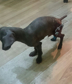 另一患病犬，股骨骨折使用外固定支架演示圖。