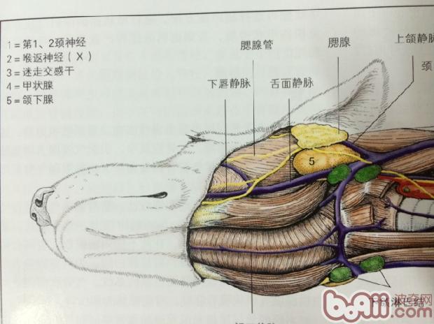圖1 舌下腺、颌下腺、腮腺的解剖位置