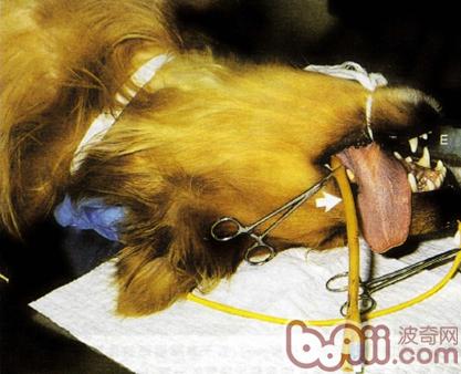 圖5：對鼻部真菌感染的患犬進行克霉唑浸泡治療
