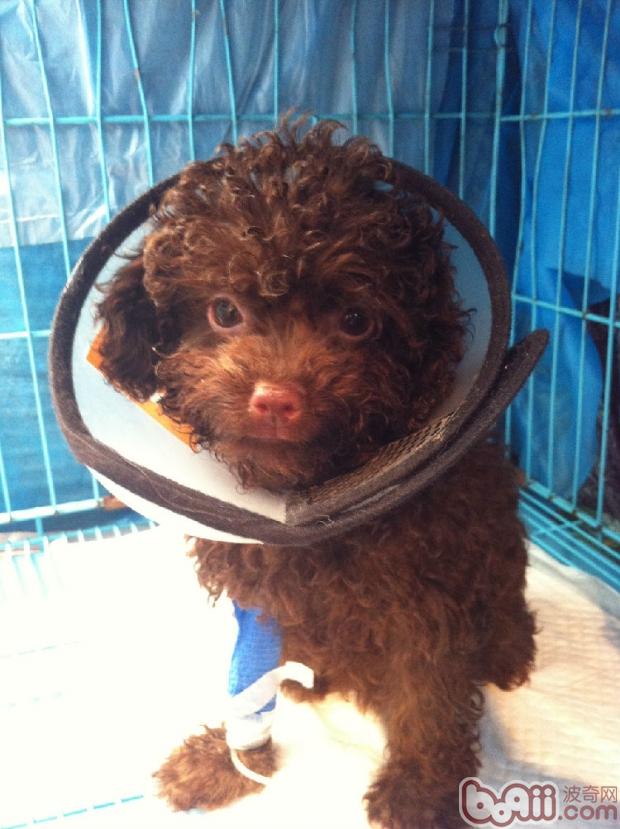 這只不幸的小狗叫巧克力，一只非常親人可愛的玩具貴賓，才2個月大，是好心人從垃圾桶邊上撿到的