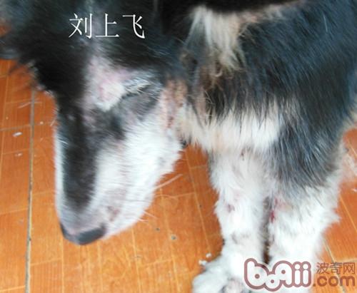 患犬的眼眶、頸部病變部位皮膚發紅。毛發整體粗糙