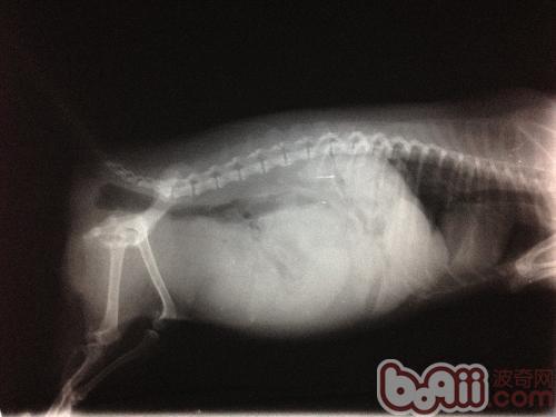 X線照片上可見病犬腹部密度普遍增高，但邊緣輪廓不明顯