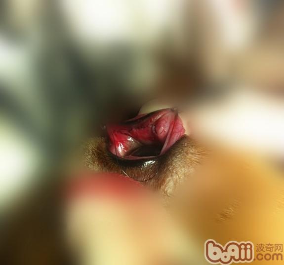 這是阿kan手術中的照片，使用的是包埋術。