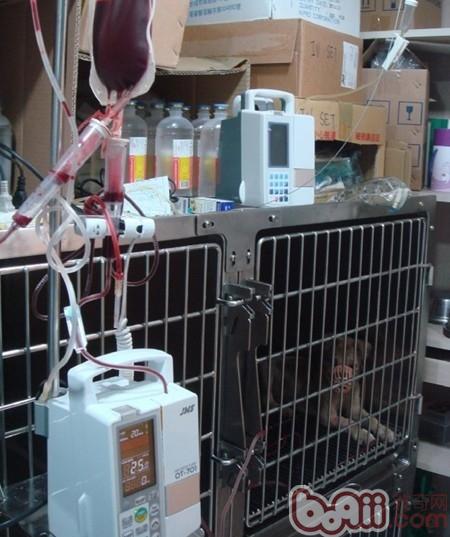 圖5：正在接受輸血治療的狗狗