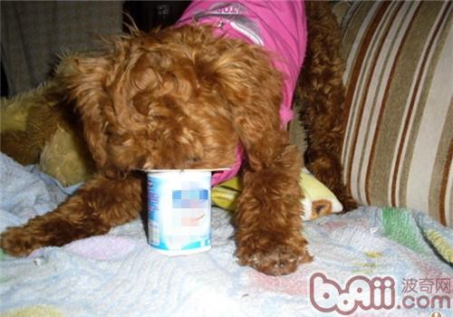 狗狗喝酸奶