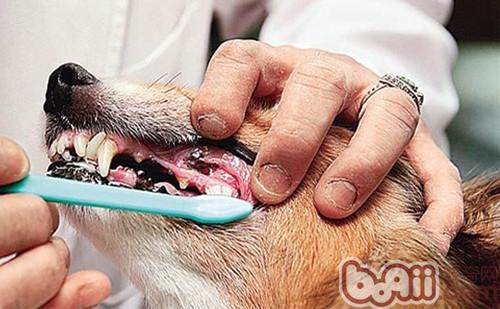 為狗狗定期清潔口腔可有效防止狗狗口臭