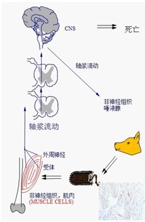 圖1：狂犬病毒在人（動物）體內傳播過程