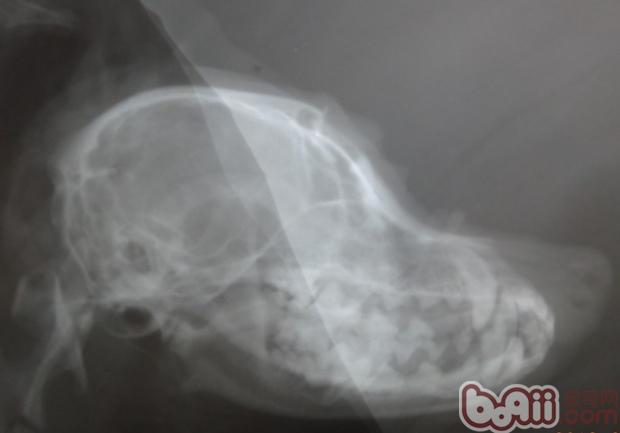 圖3  X光片顯示顱骨完整，無異物殘留