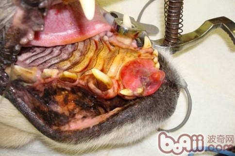 這是一只金毛獵犬的上颔骨前端出現了淋巴肉瘤，需要切除