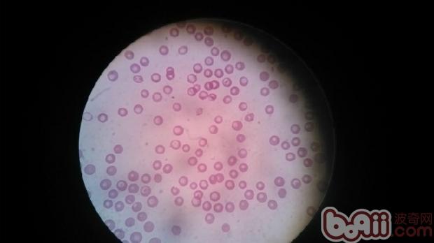 紅細胞