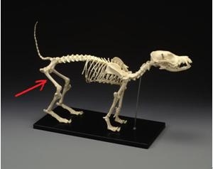 犬類骨骼圖