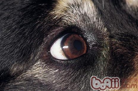 犬正常眼睛，右眼
