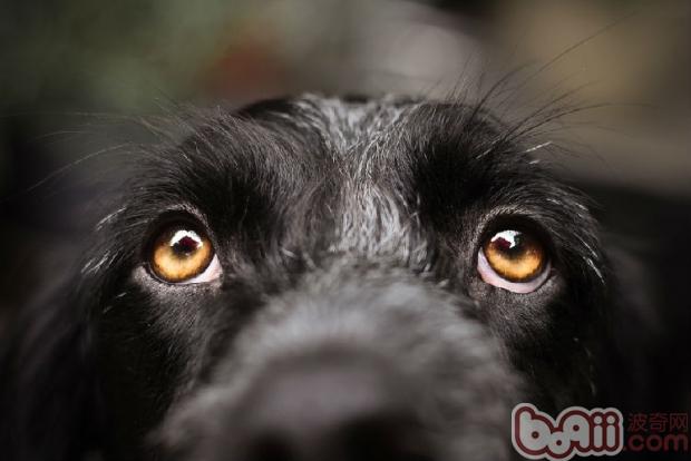 眼睛是心靈的窗戶，狗狗的眼睛也能很好反應出狗狗的健康狀況