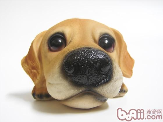 濕潤的鼻鏡往往是狗狗健康的一個重要標志