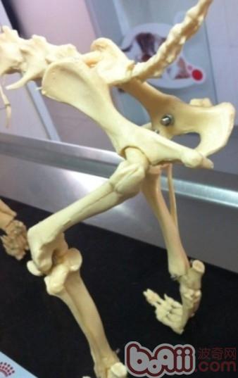 髋關節的骨骼解剖圖