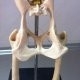髋關節的骨骼解剖圖