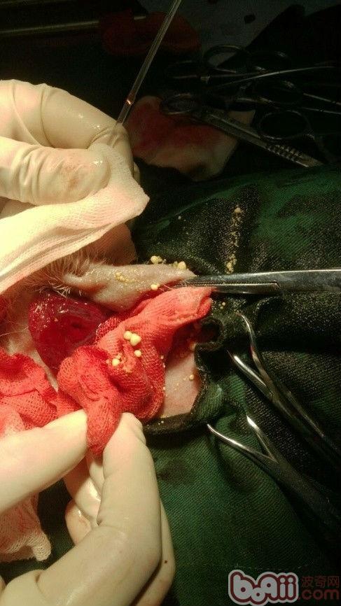 圖片中是切開膀胱手術中取出的結石，成百上千個小鵝卵石啊，密密麻麻的不知道有多少，狗狗痛了很久了，也忍耐好久了