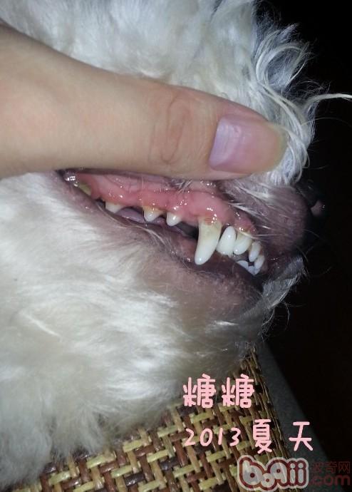 圖中小狗的牙齒基本沒有結石，平時的保健只需要漱口水就可以了